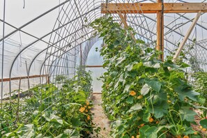 A greenhouse with rows of plants supported by a metal framework.