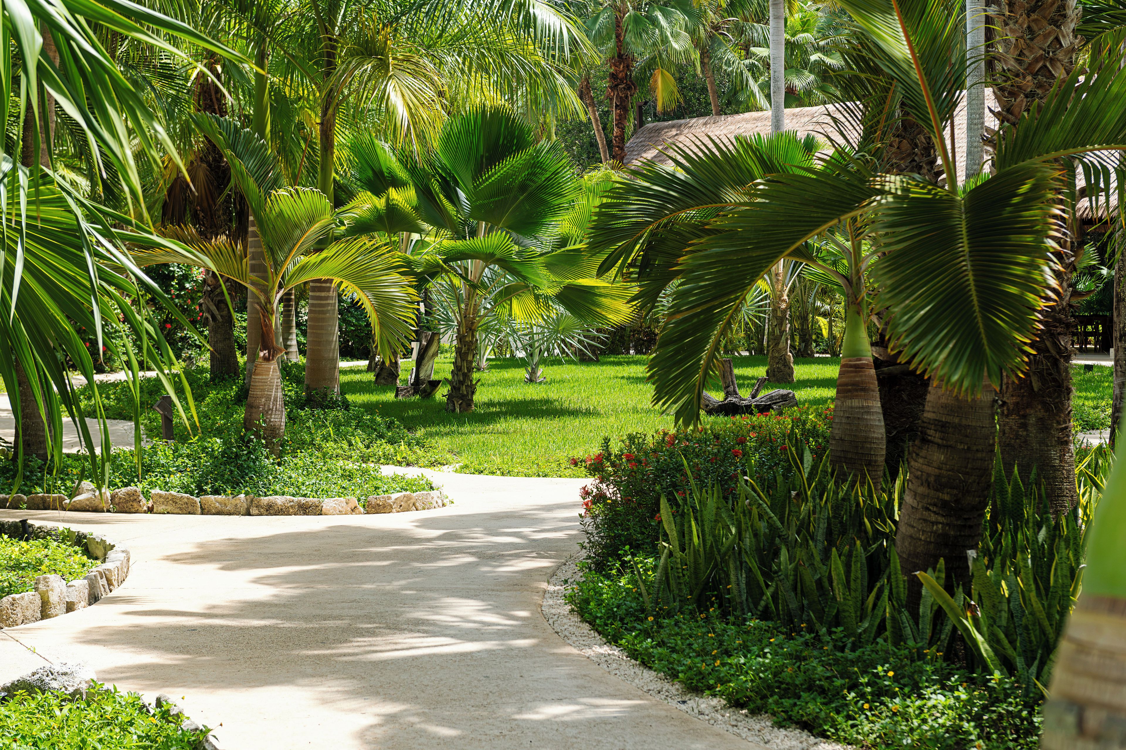 Un sendero pavimentado en un jardín exuberante con palmeras y diversas plantas.