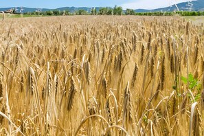 Ein goldenes Weizenfeld mit Bergen in der Ferne und blauem Himmel.