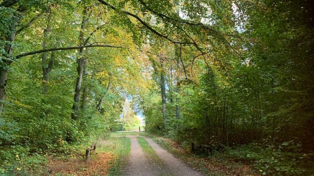 A forested path with trees on both sides.