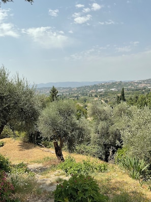 Eine Landschaft mit Olivenbäumen und Blick auf eine ferne Stadt.