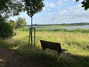 A bench by a river with a tree and grassy area.