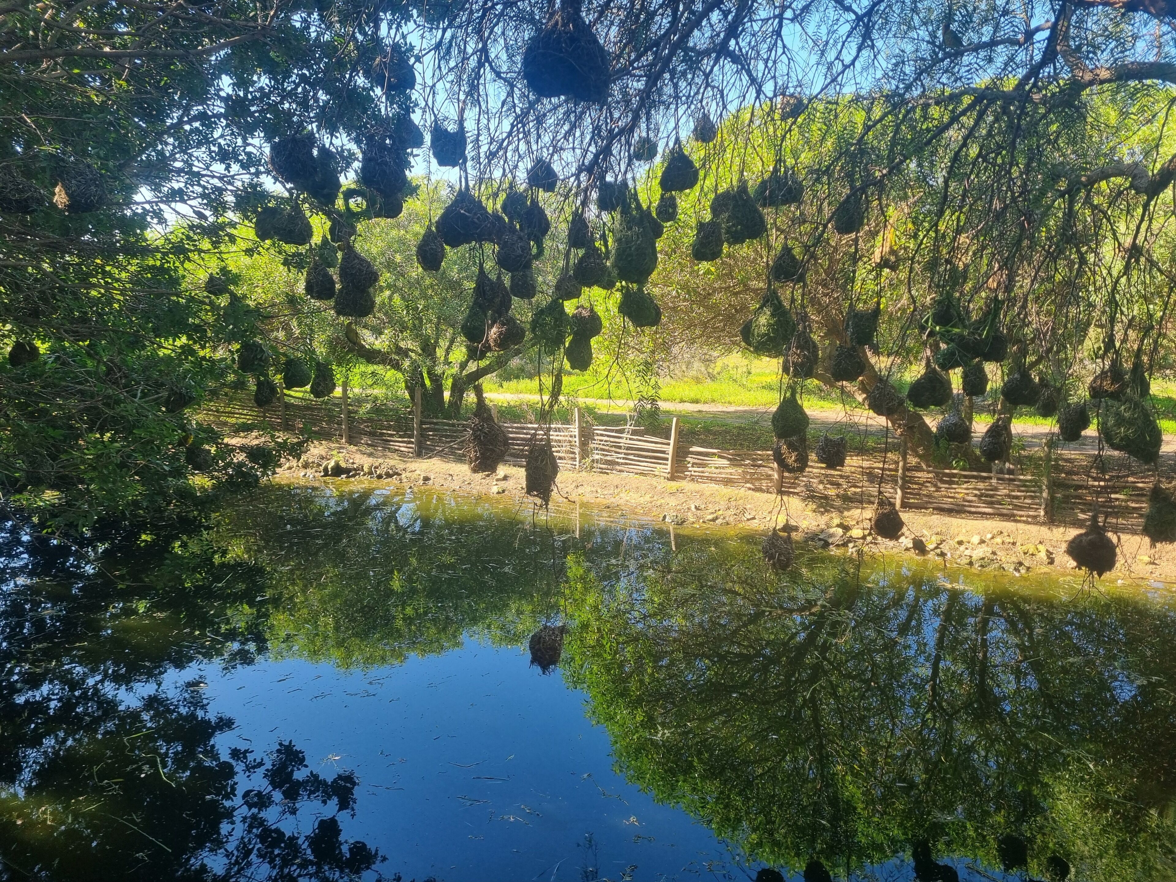 A pond surrounded by trees with hanging nests.