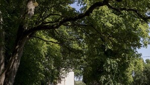 A gravel path leading to a white building surrounded by trees. - Sunderland Farmhouse - Sleeping 8 Guests in 4 Bedrooms, Dog Friendly (Galashiels)