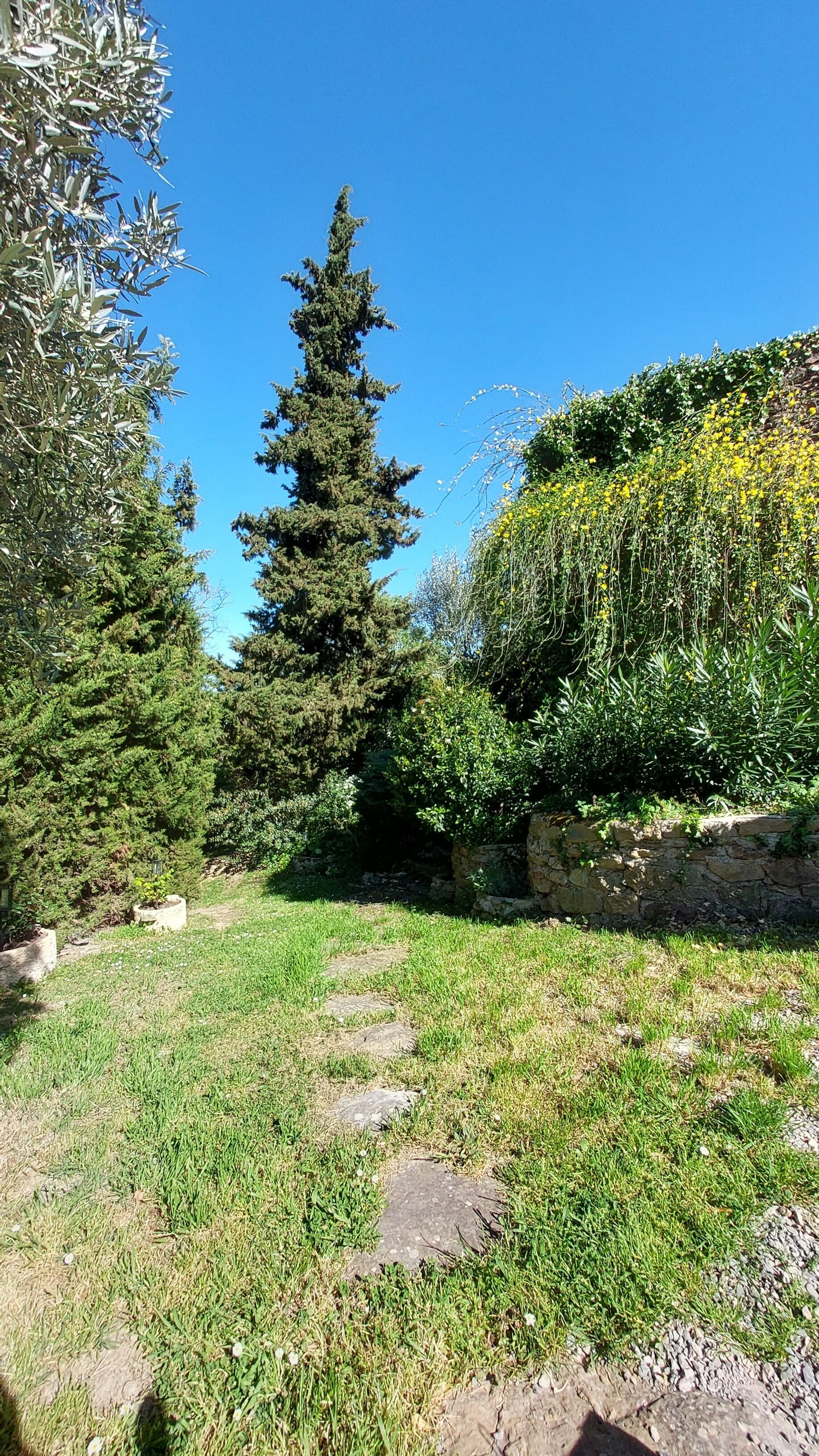 Un jardín con un sendero de piedra, árboles de hoja perenne y diversos arbustos.