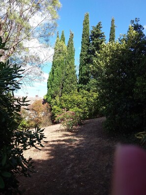 A pathway surrounded by tall trees and dense shrubbery. - The Symphony of the Birds (Villelongue-d'Aude)