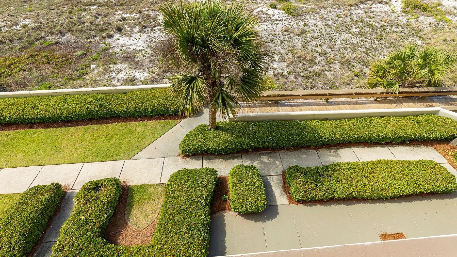 Een aangelegde tuin met een palmboom, netjes bijgesnoeide hagen en een verhard pad.