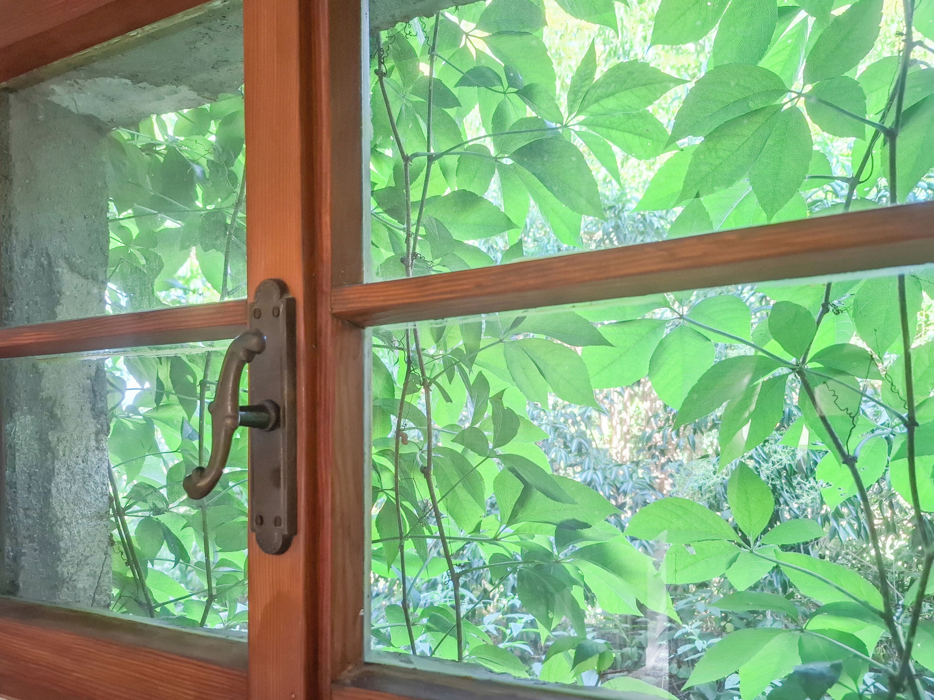 A window with a wooden frame and a metal handle, offering a view of green foliage outside.