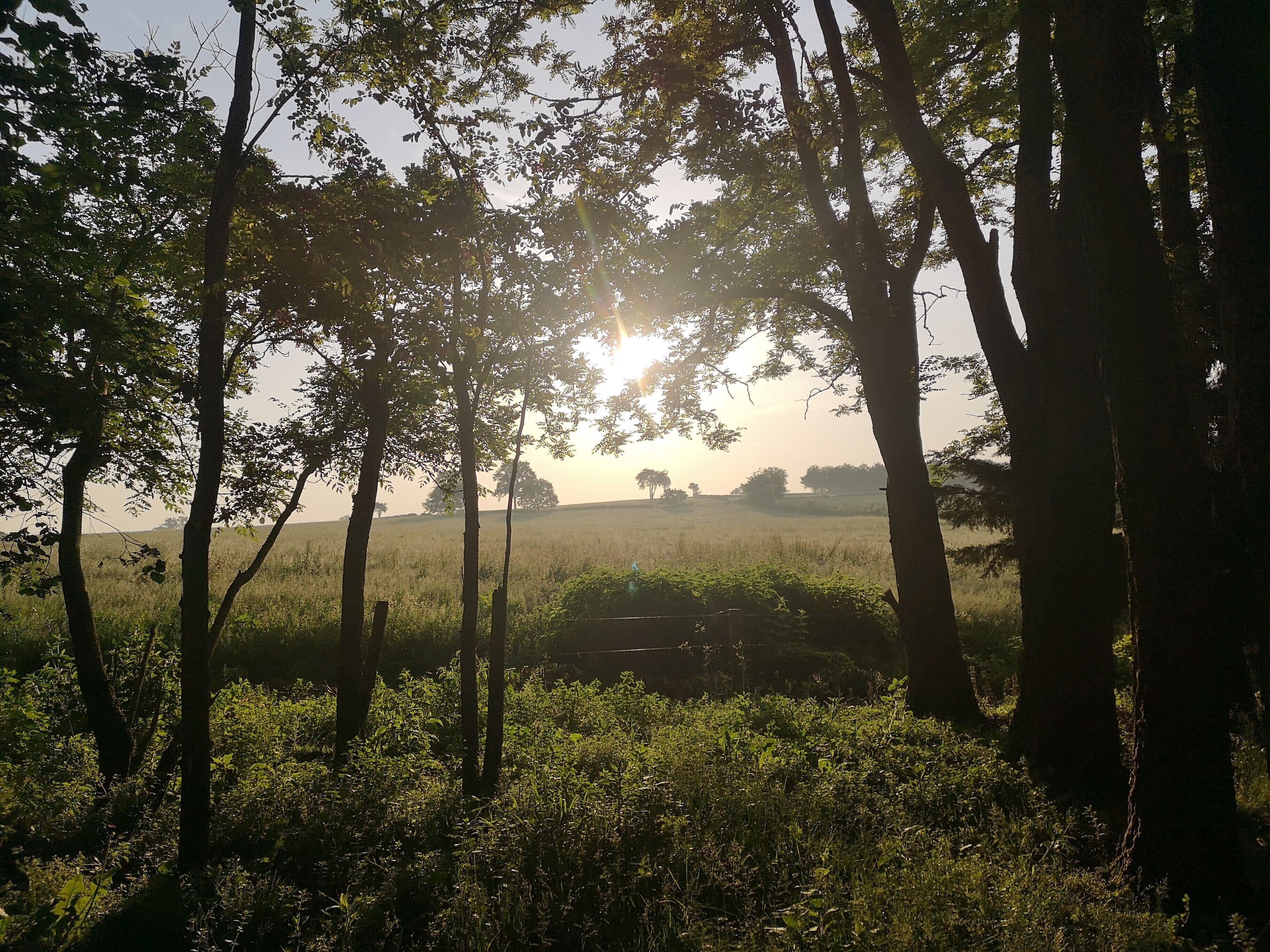 A natural landscape with trees and a field, possibly a park or rural area.
