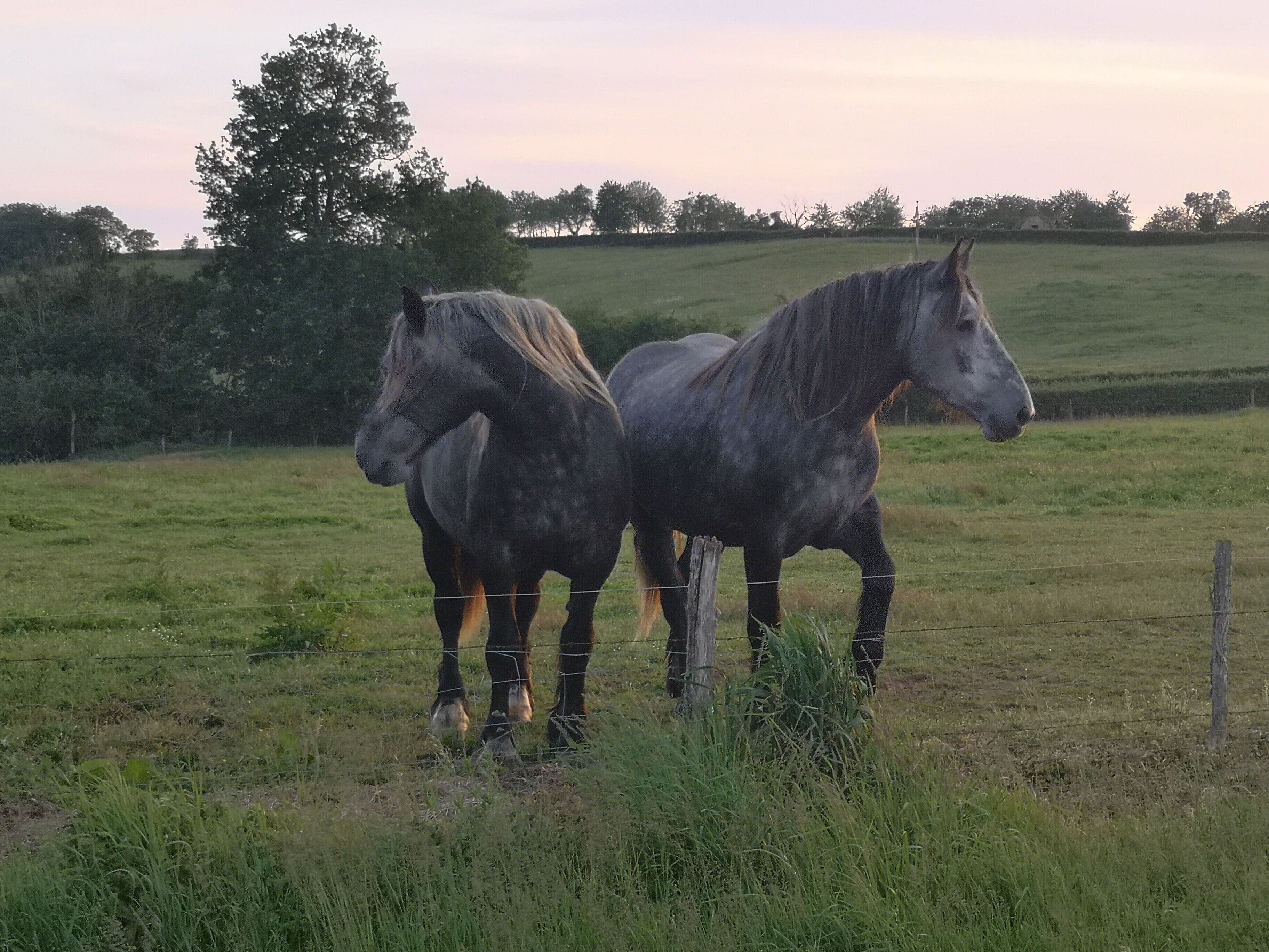 Two horses in a grassy field with a fence and trees in the background.