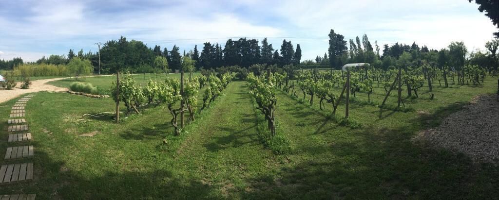 Ein Weinberg mit Reihen von Reben, einem Kiesweg und einer Rasenfläche.
