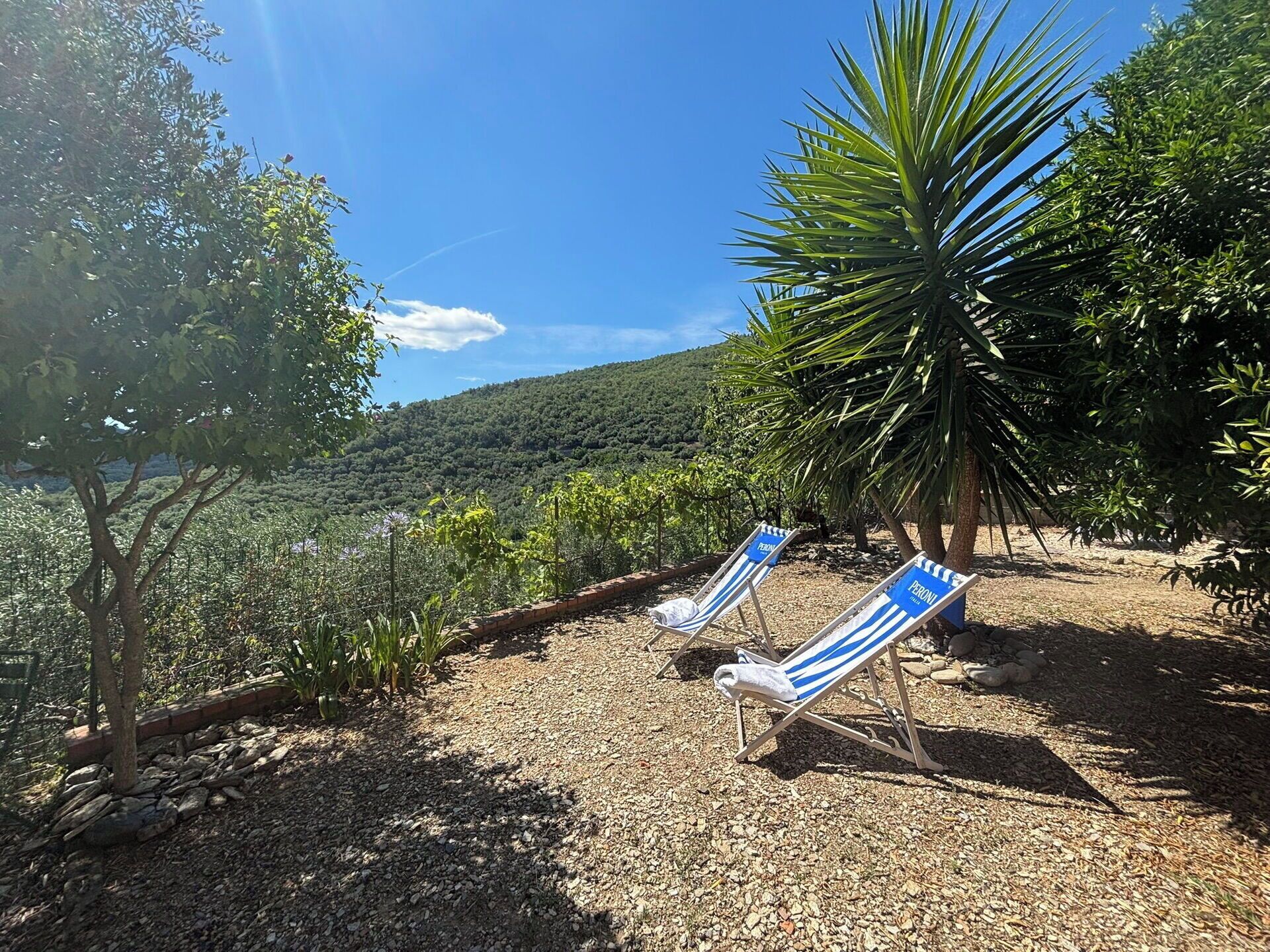 A garden area with two sun loungers, a palm tree, and a view of a hilly landscape.