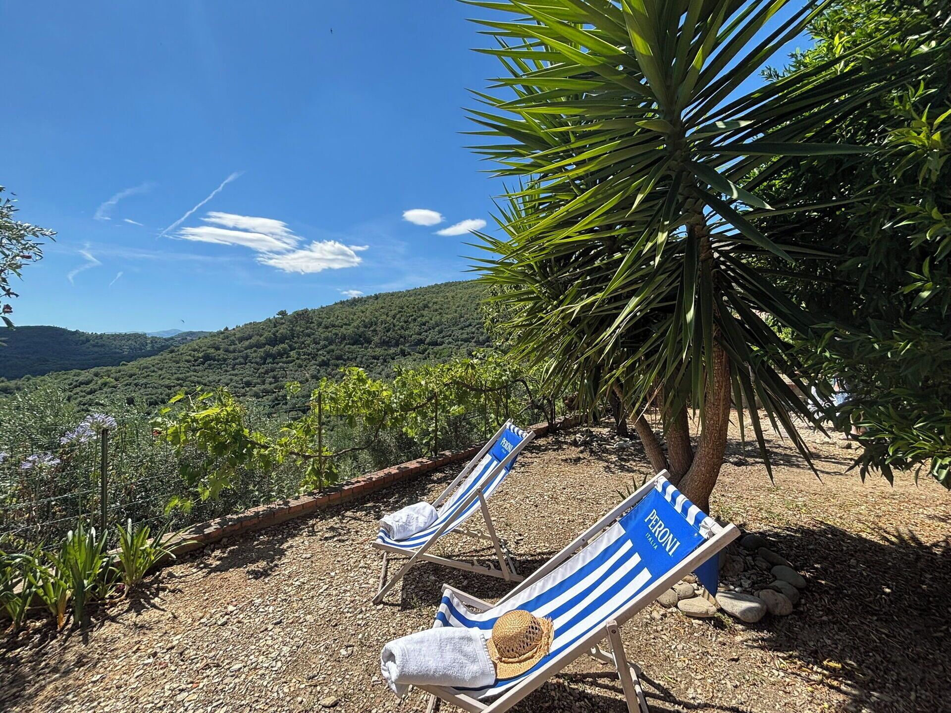 Zwei Liegestühle mit Handtüchern und Hüten, eine Palme und Blick auf eine hügelige Landschaft.
