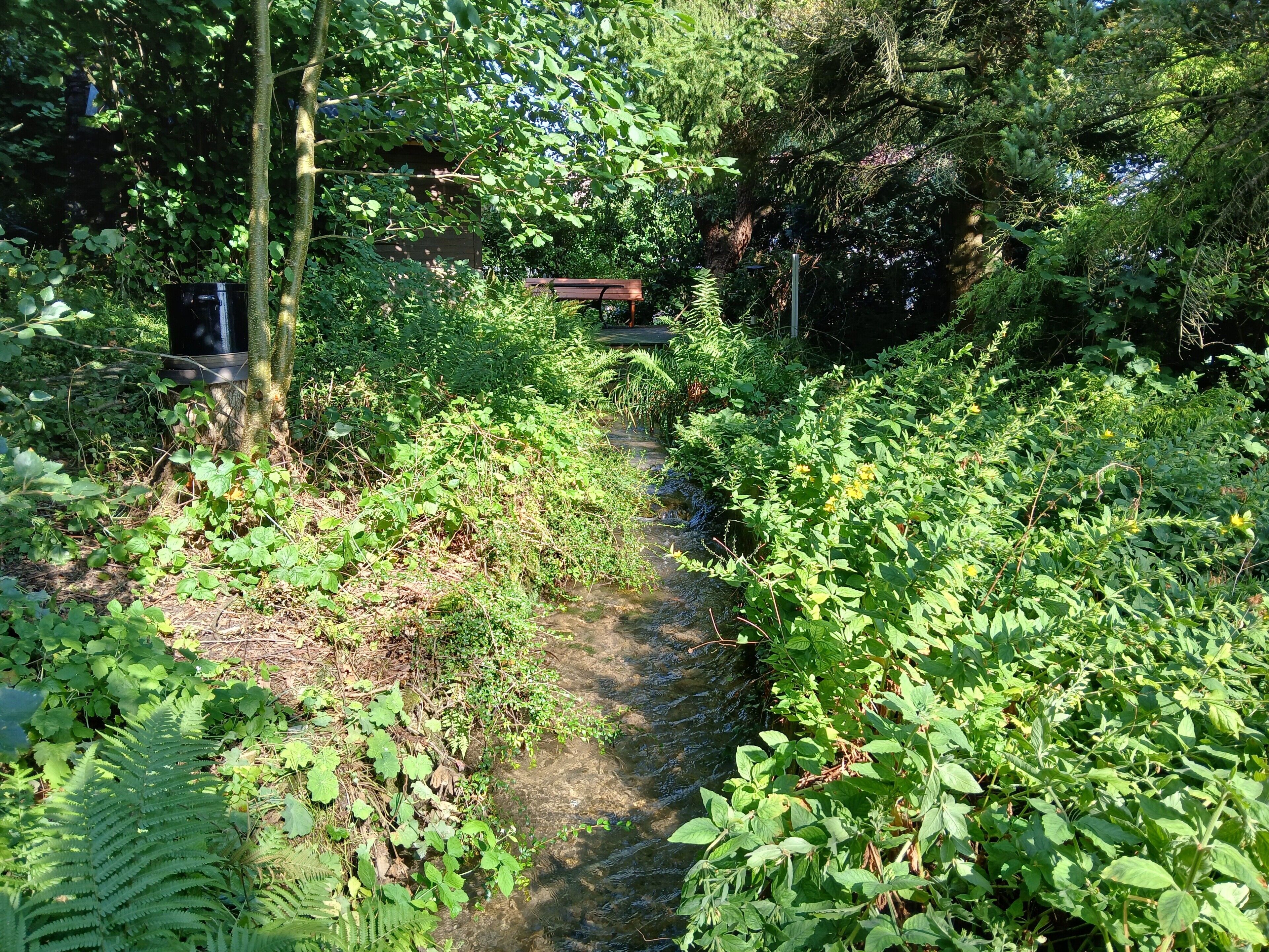 A narrow pathway surrounded by dense greenery and a wooden structure in the distance.