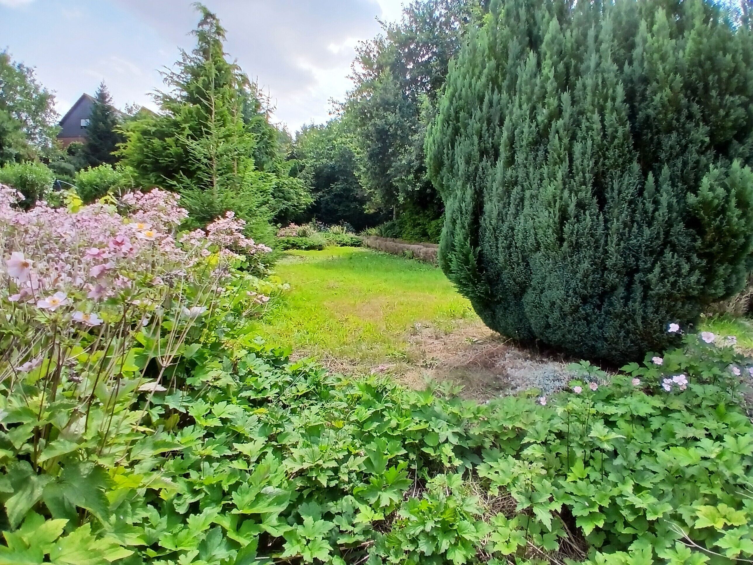 A garden with a variety of plants, a large coniferous tree, and a house in the background.