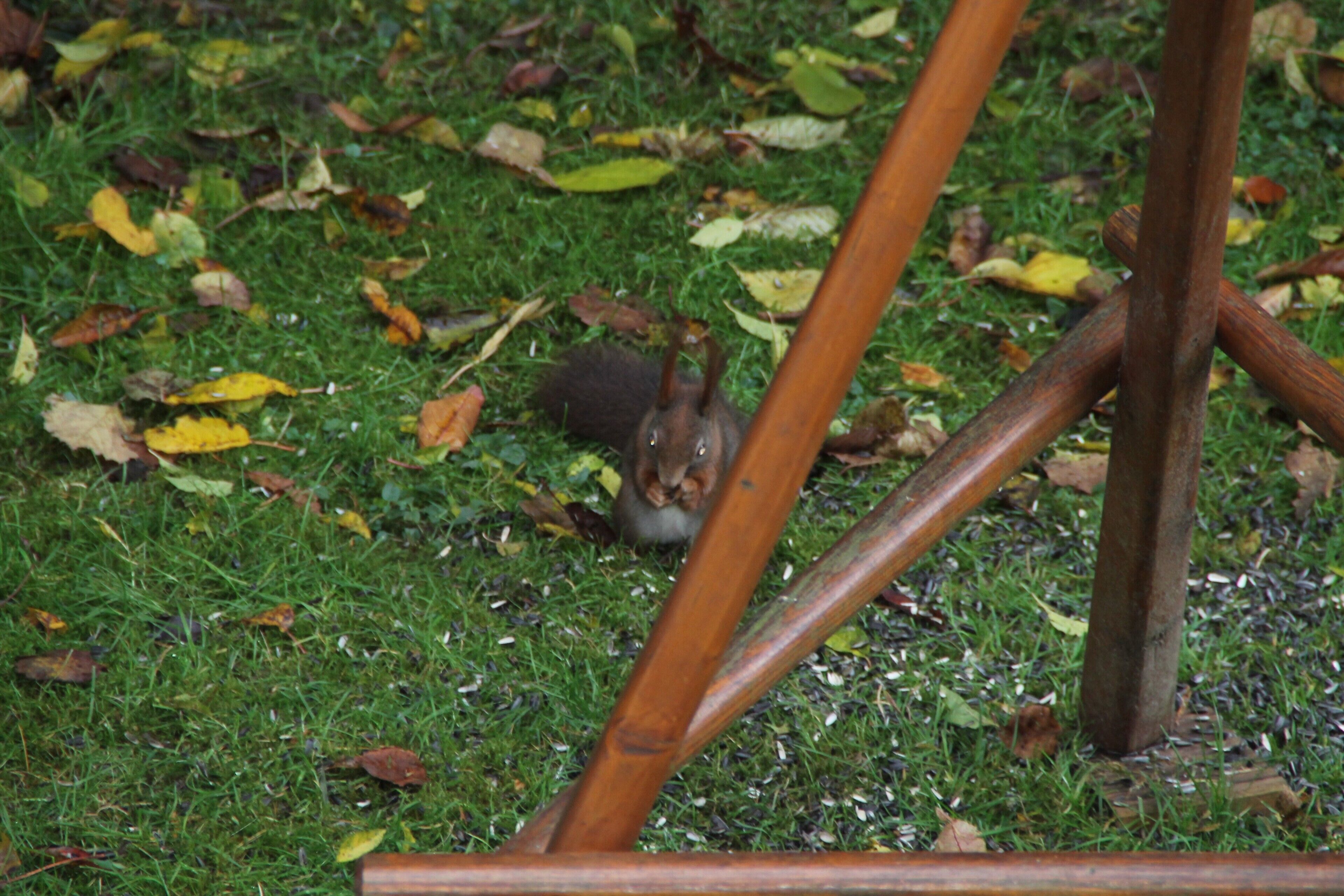 Ein Eichhörnchen auf einer Wiese zwischen verstreuten Blättern.