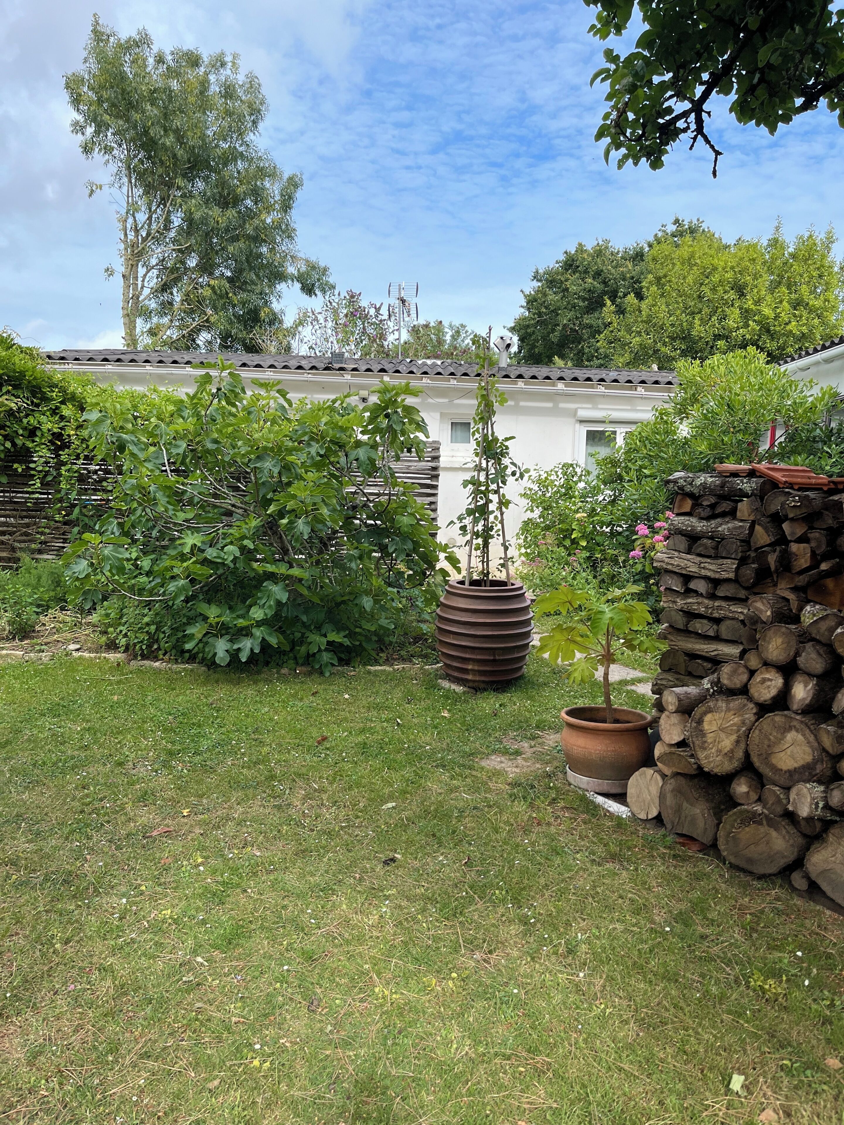 A garden area with a lawn, a large potted plant, a stack of firewood, and a white building with a tiled roof.