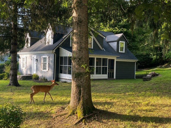 A house with a large front lawn, a tree in the foreground, and a deer walking.