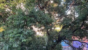 Un albero con un fitto fogliame, una struttura in mattoni e un’occhiata a una strada con barriera blu.