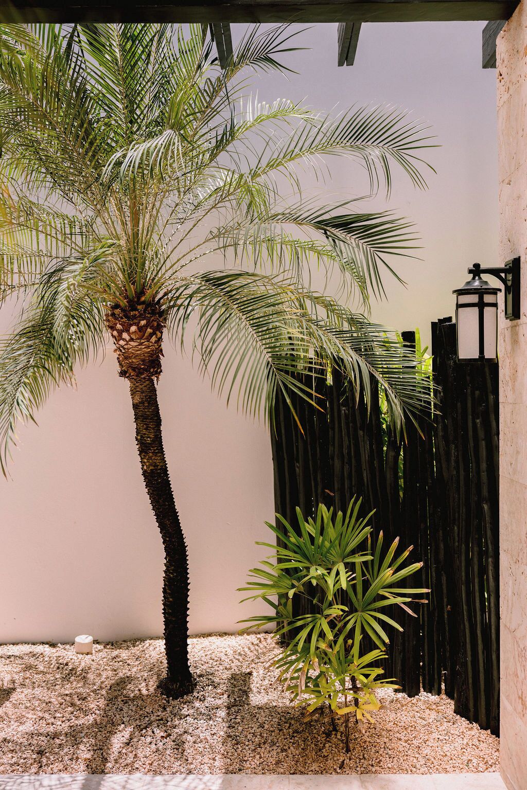 A palm tree and a smaller plant in a garden area with a wall and a fence in the background.