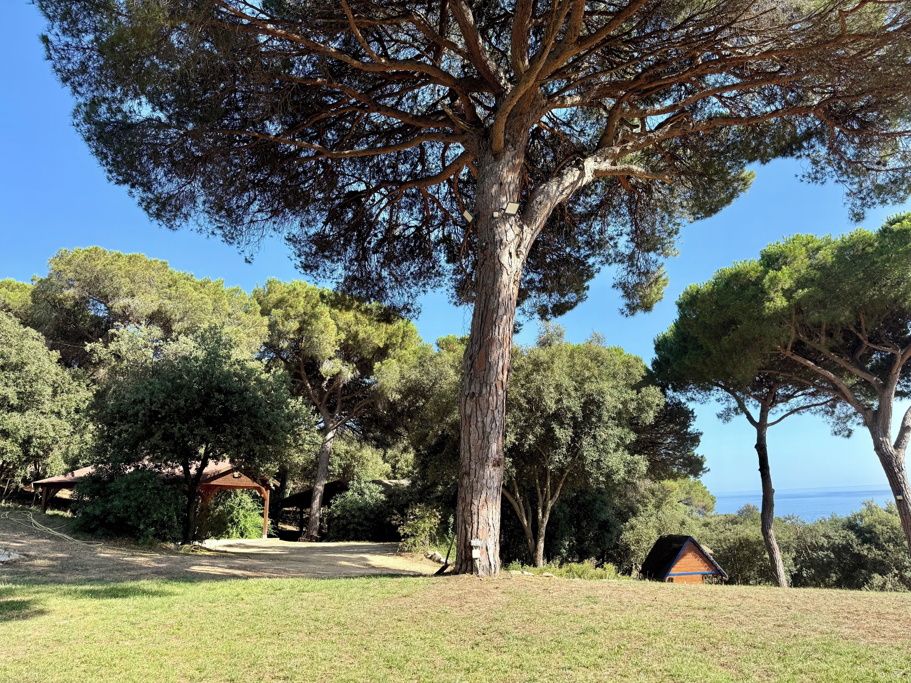 Un grand arbre qui offre une vue dégagée sur le ciel, avec un petit bâtiment en arrière-plan.