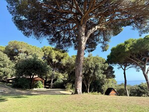A large tree with a clear view of the sky and a small building in the background. - Seaview Villa * Pool * Beach * Barcelona Coast (Sant Pol de Mar)