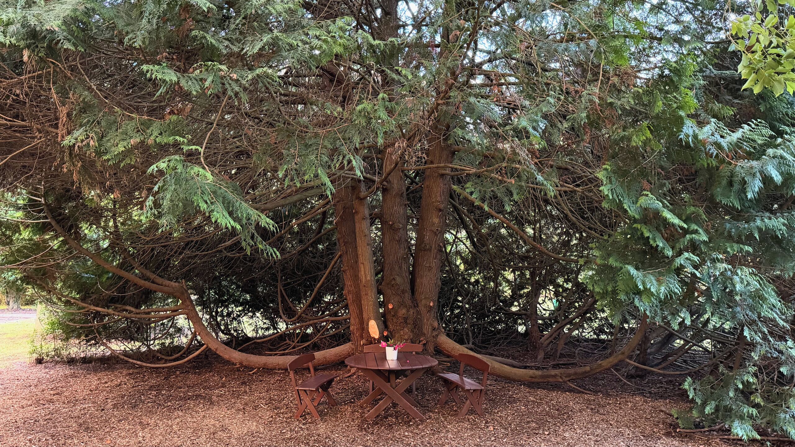 Un gran árbol con un banco y una mesa de madera debajo.