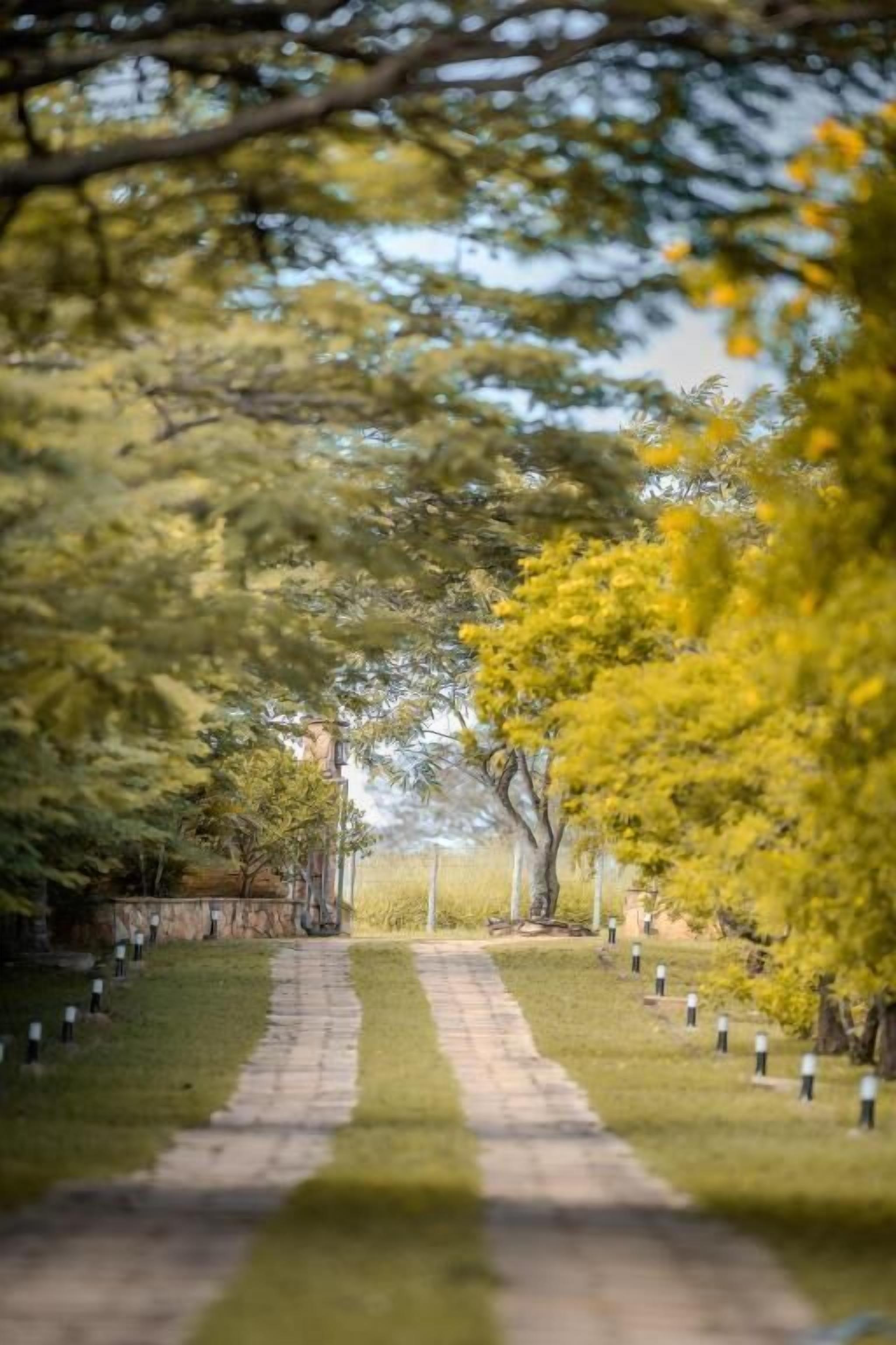 A pathway leading through a park with trees and a clear sky.