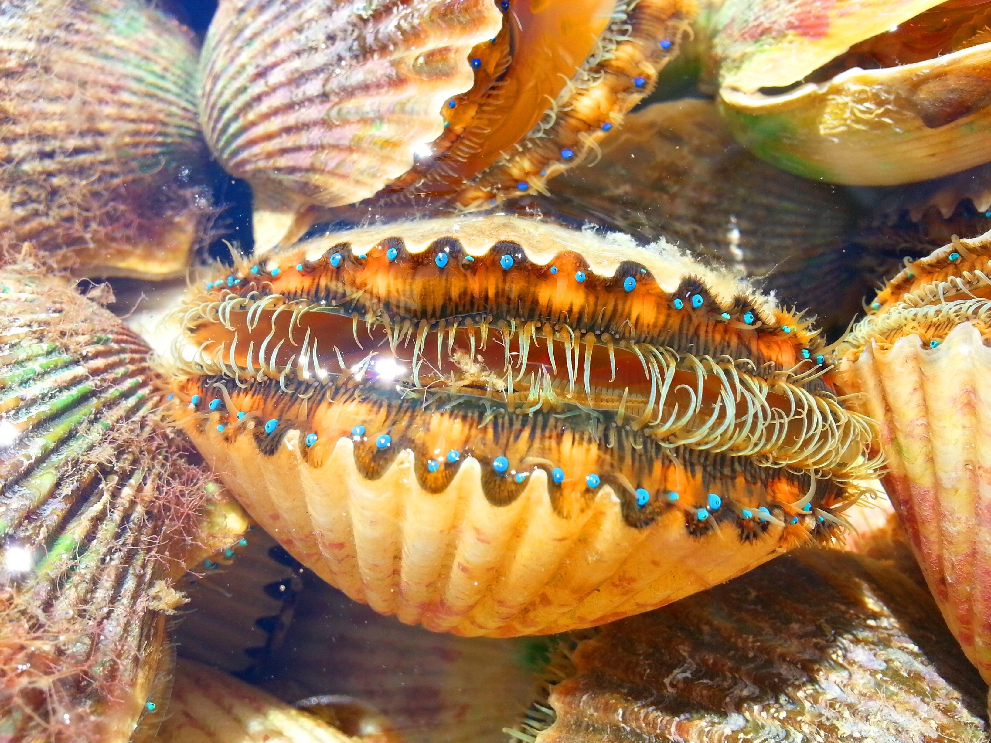 A close-up of a sea urchin with blue eyespots and a textured shell.
