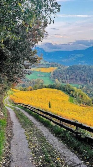 A pathway leading through a field of yellow flowers, surrounded by trees and hills in the distance. - To the Bahngarten 1907 – Historic train station building with a panoramic view (Bolzano)
