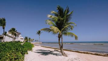 A beach with a palm tree, clear sky, and a building with multiple floors.