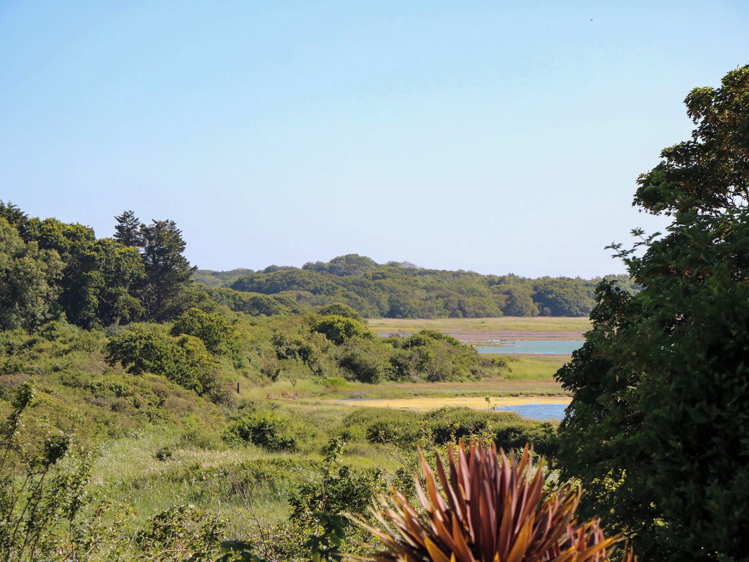 A natural landscape with a body of water, dense greenery, and a clear sky.