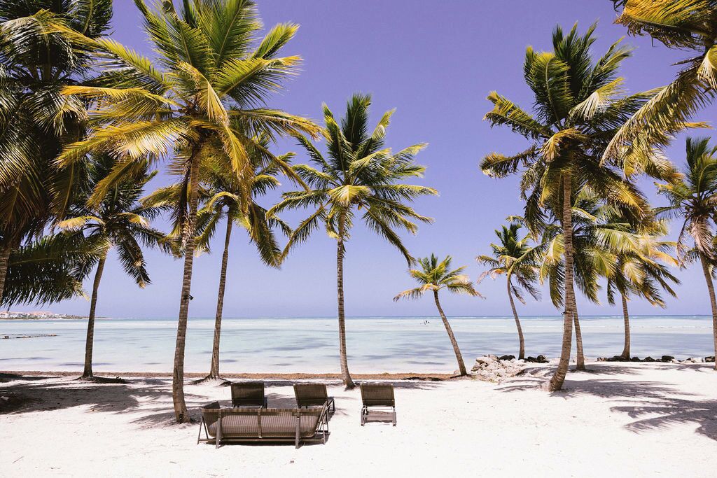 Una playa con palmeras y sillas de descanso.