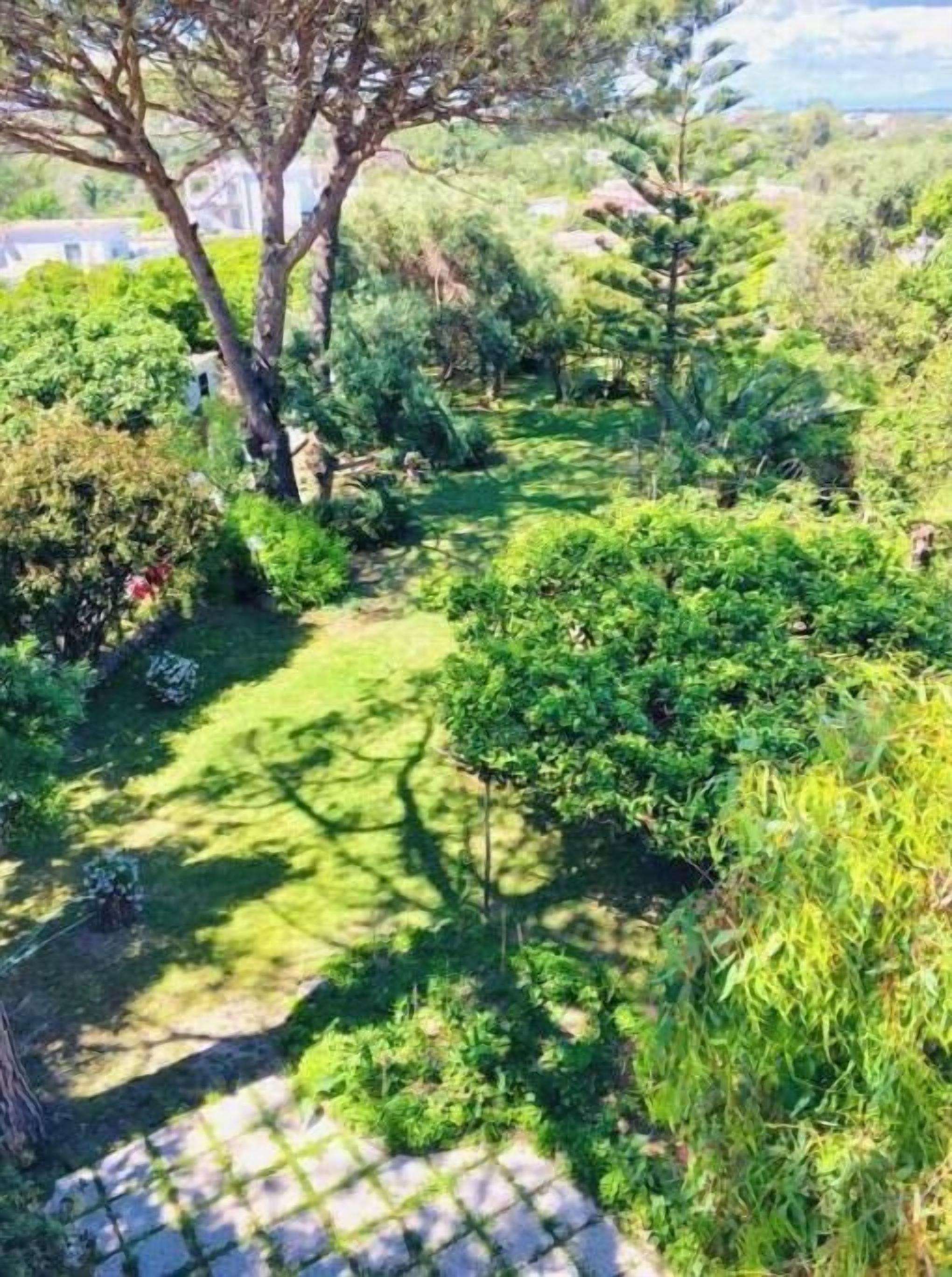 A garden with a paved walkway, various shrubs, and trees.