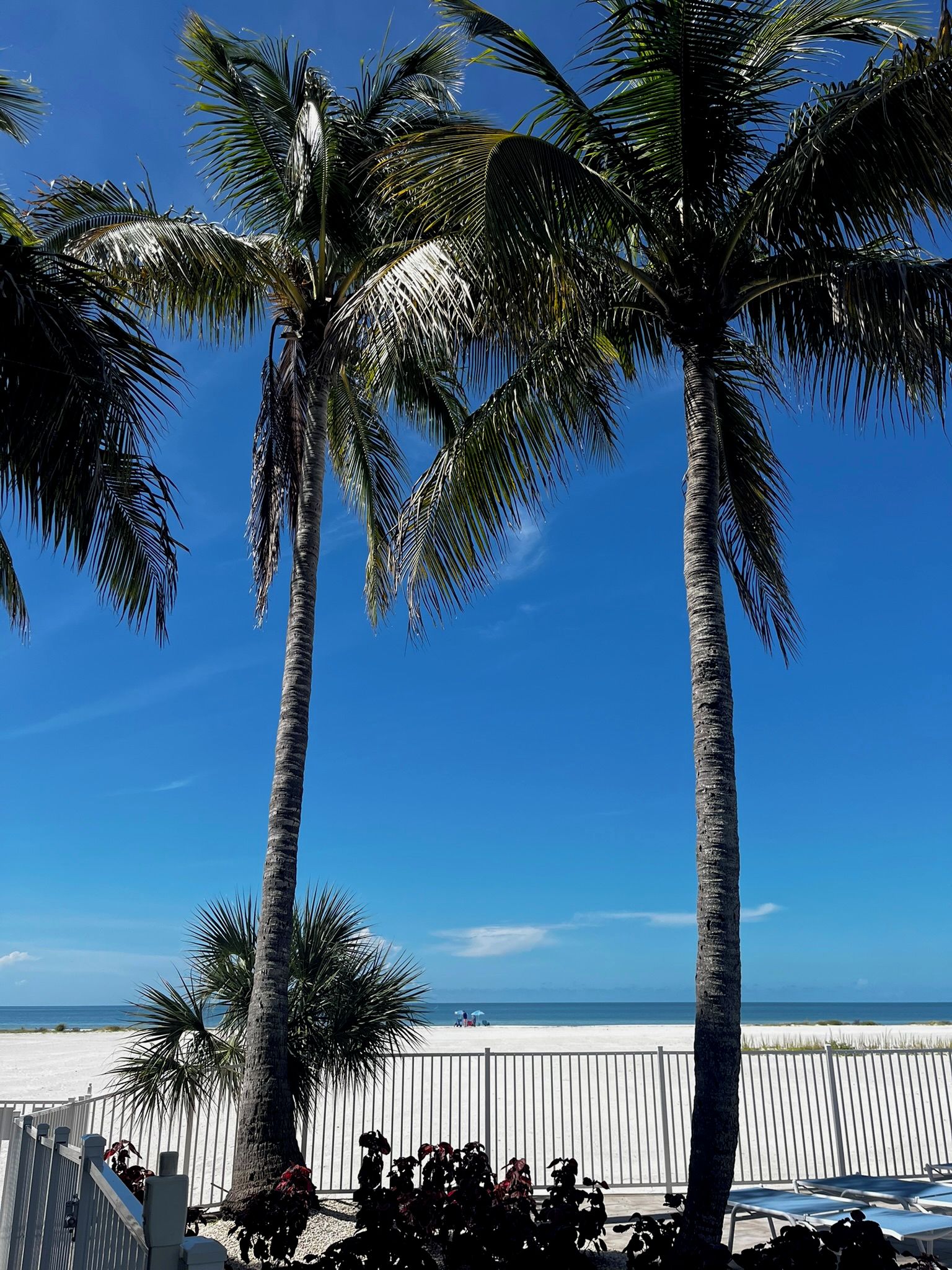 A beach with palm trees and a white fence.