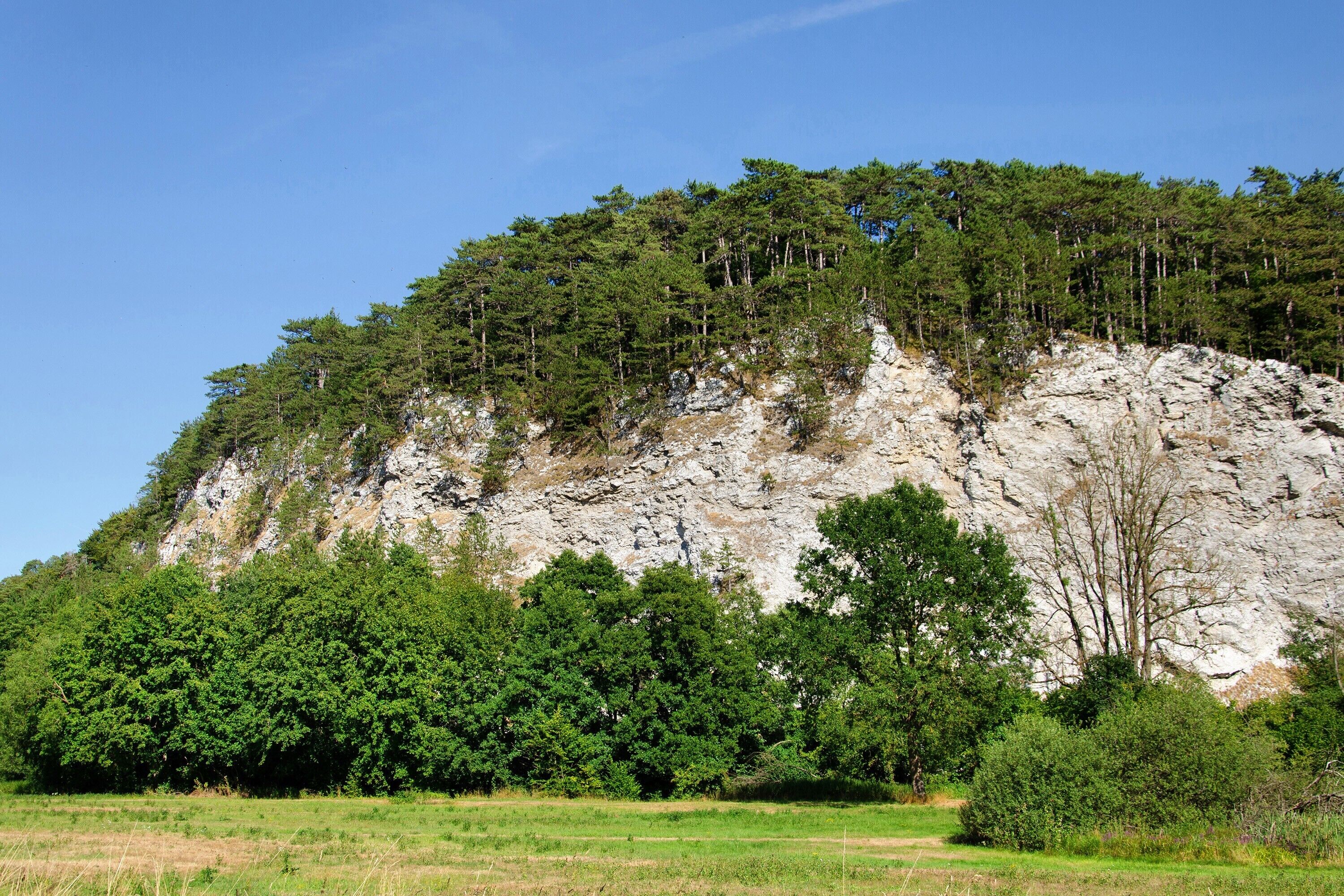 Eine natürliche Landschaft mit einer steilen Klippe und dichtem Wald.
