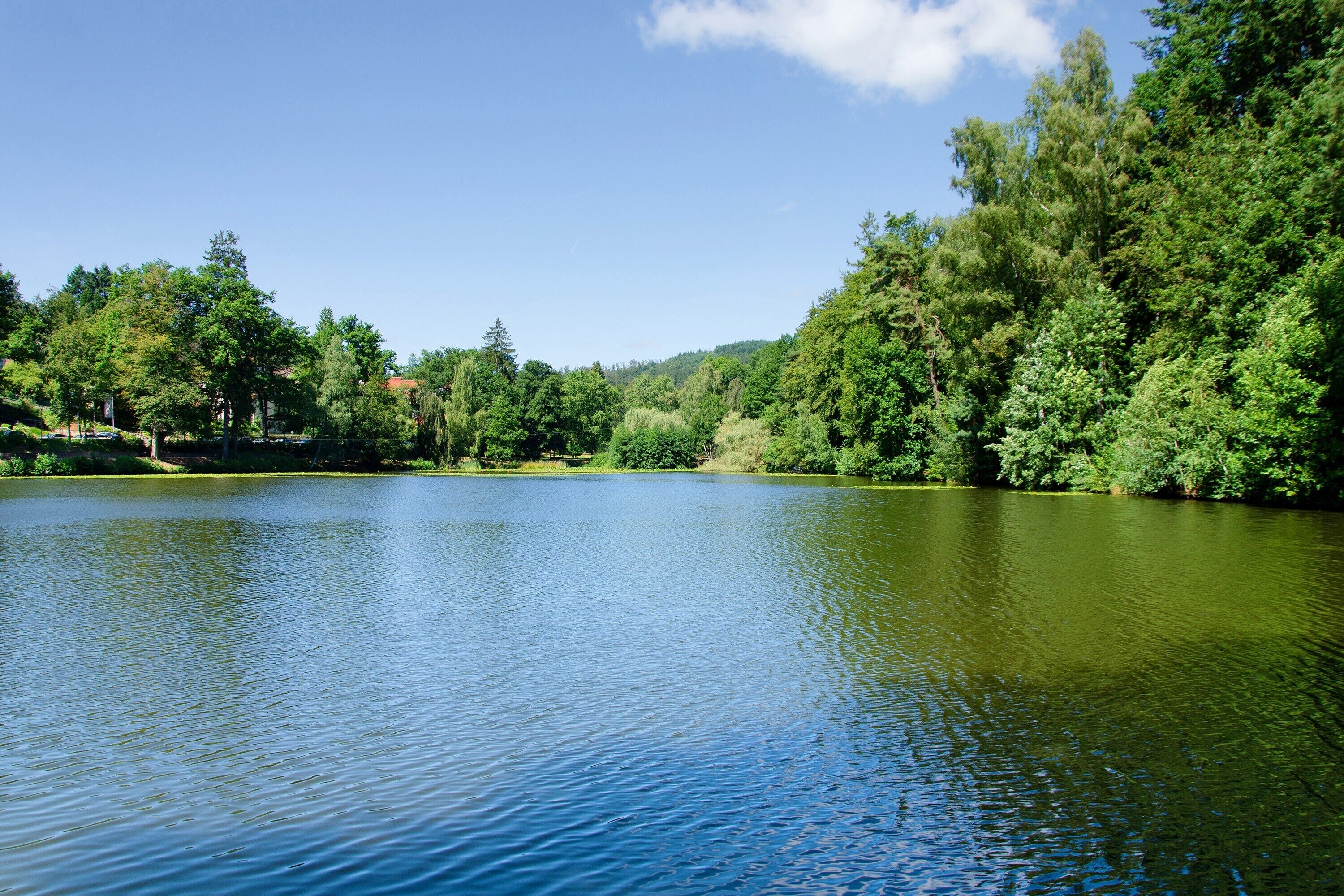 Ein ruhiger See, umgeben von dichten grünen Bäumen und blauem Himmel.