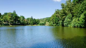 Ein ruhiger See, umgeben von dichten grünen Bäumen und blauem Himmel.