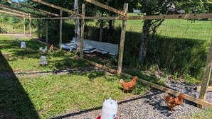 Ein Hühnerstall mit Holzkonstruktion und Drahtgeflecht, umgeben von Gras und Bäumen.