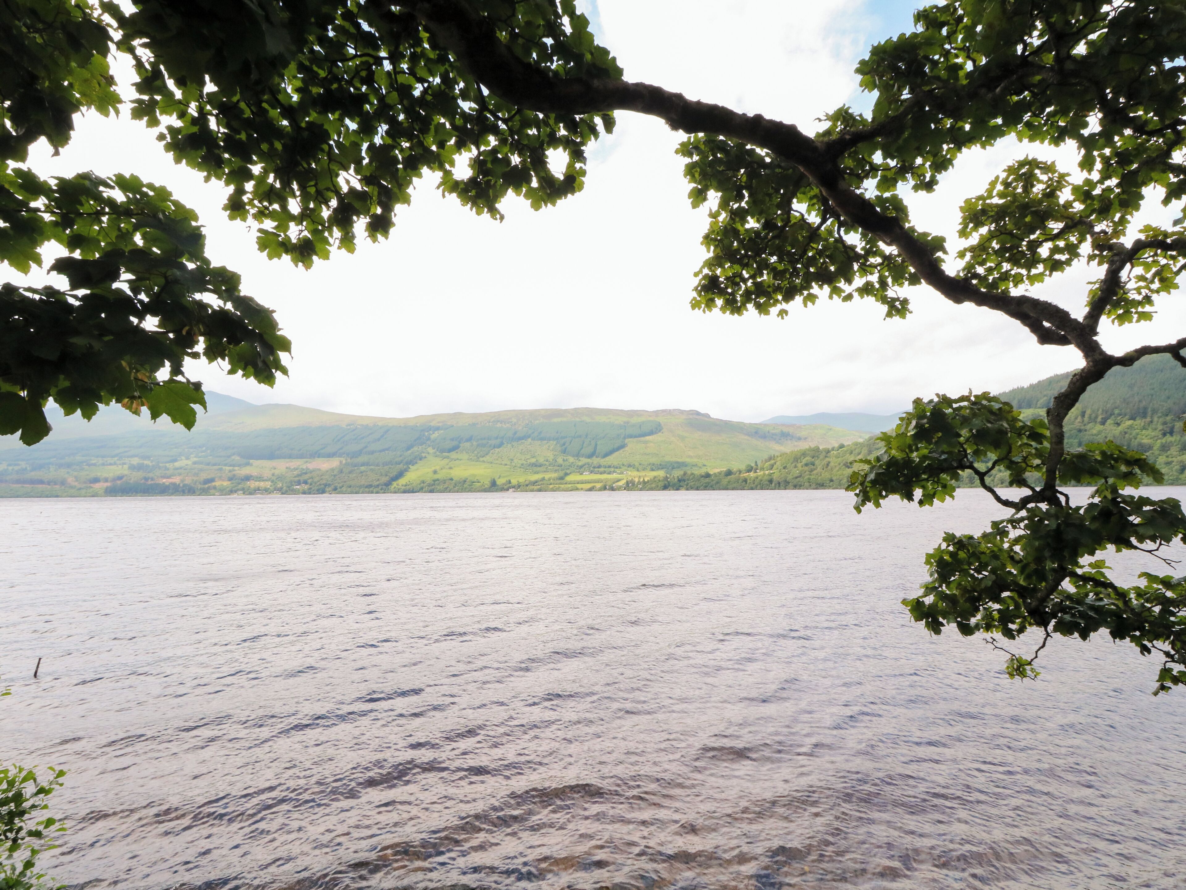 A lake with a tree branch in the foreground.
