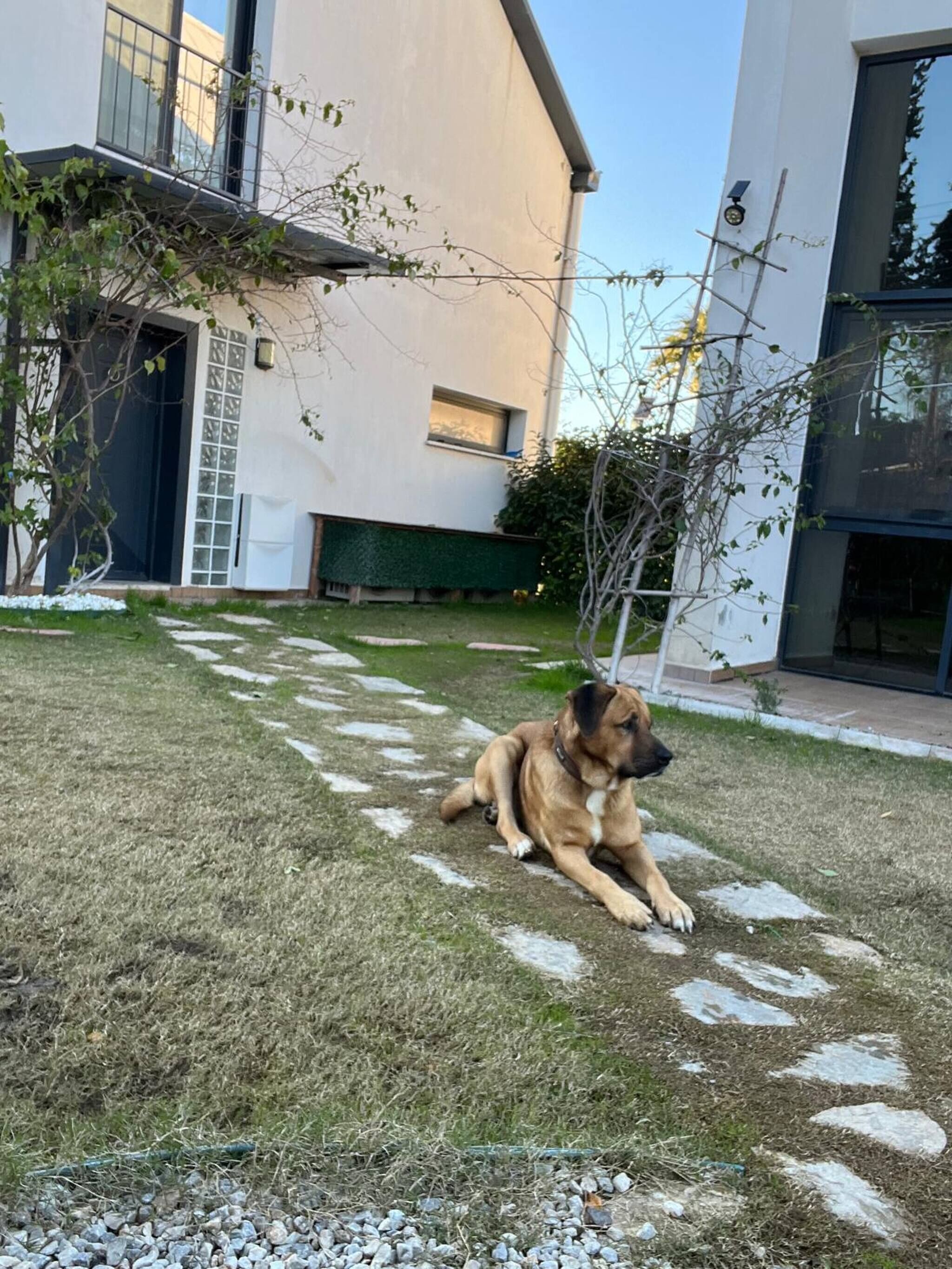 Een hond ligt op een gazon met een gebouw op de achtergrond.