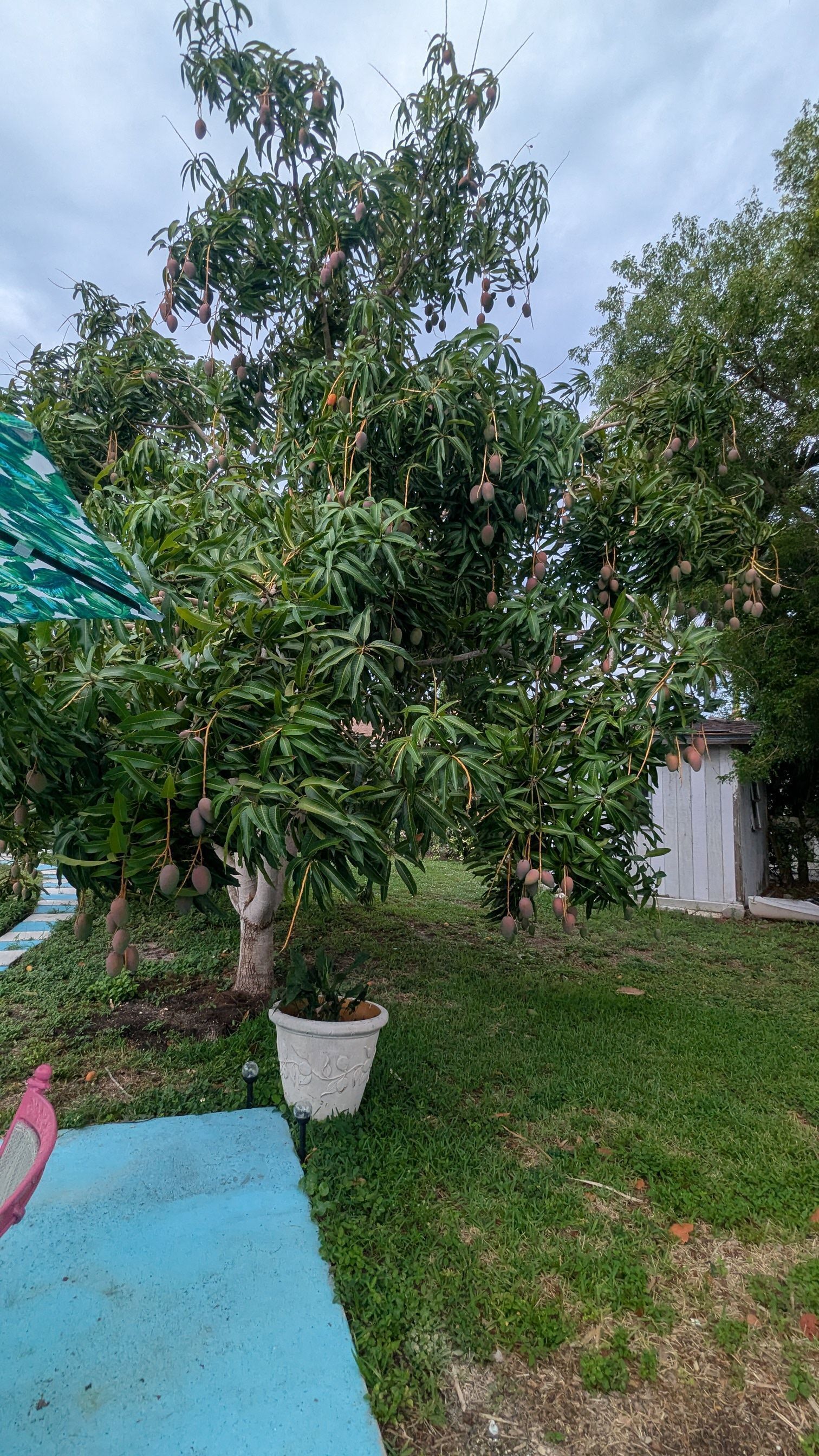 A mango tree with ripe fruit in a garden setting.
