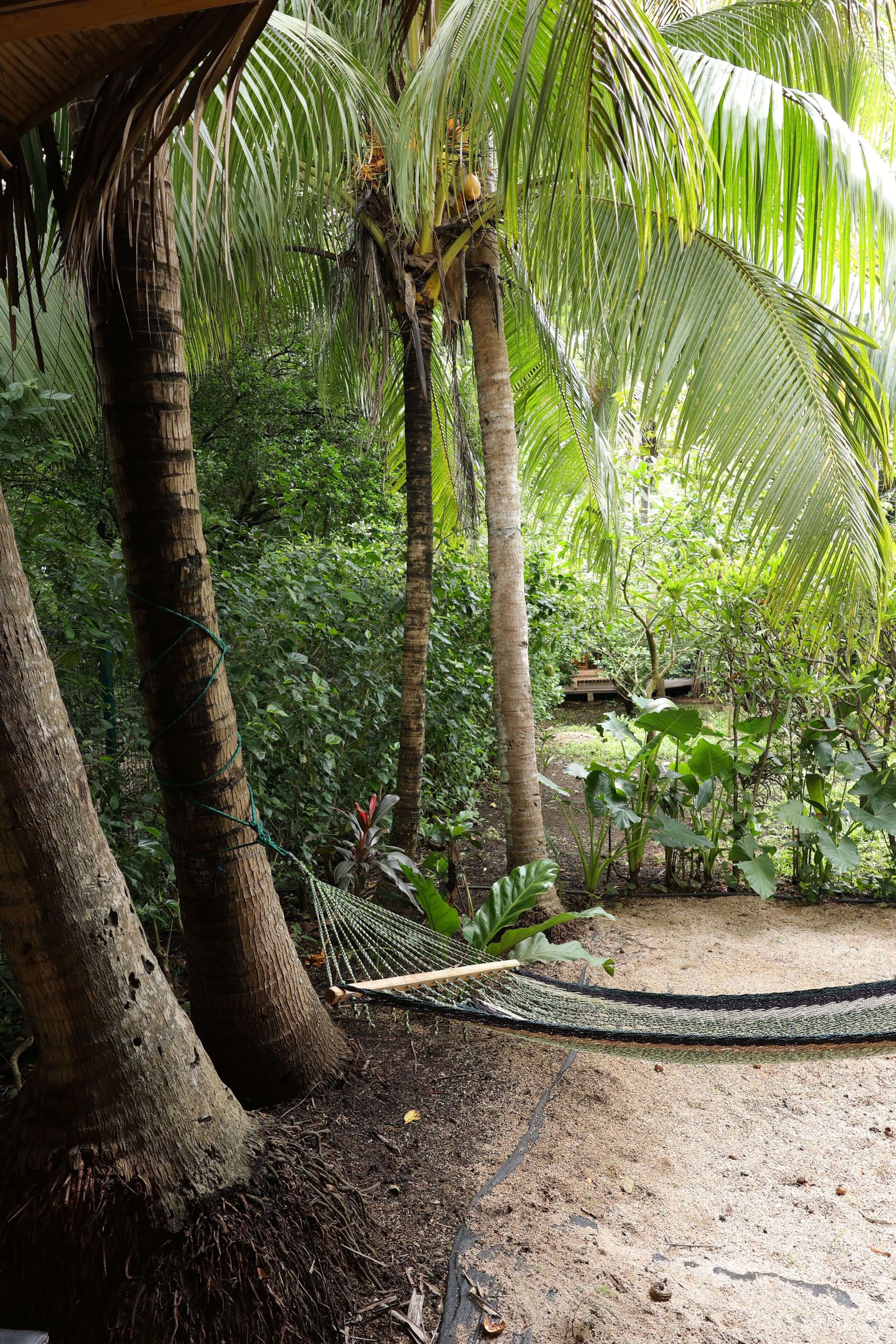 Un'amaca tra gli alberi in un ambiente tropicale.