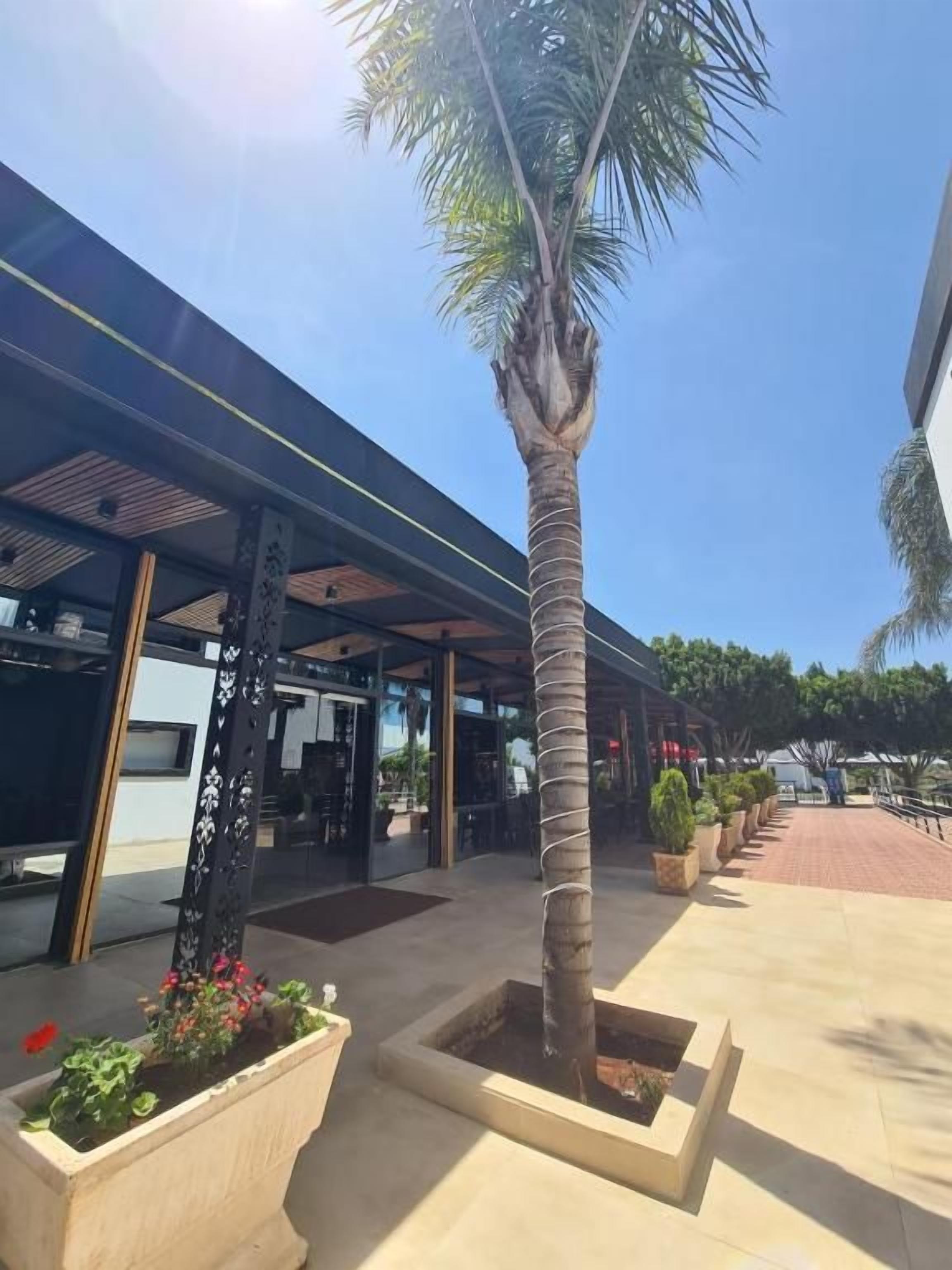 A modern building with a covered outdoor area, palm trees, and potted plants.