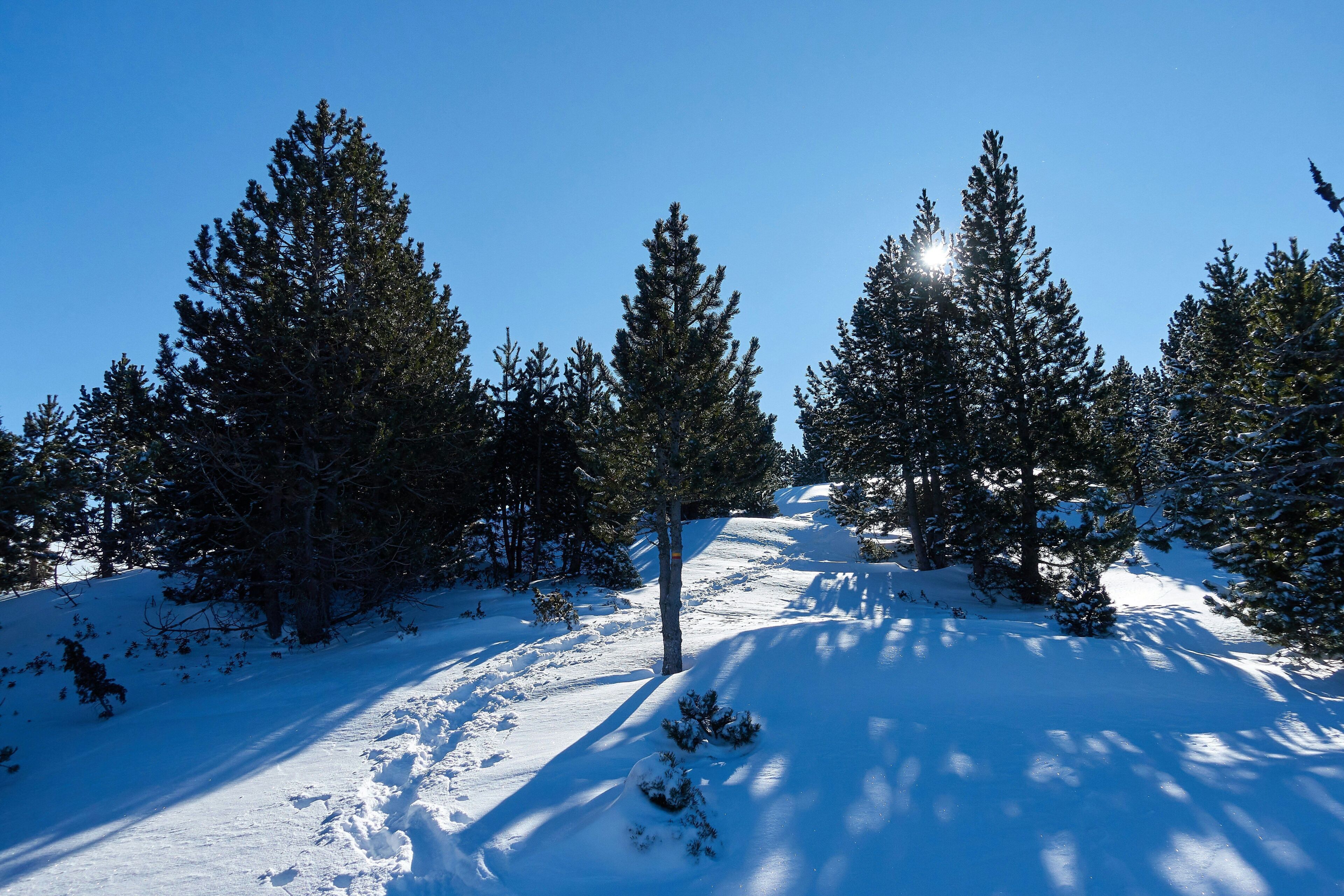 A snowy landscape with dense evergreen trees and a clear sky.