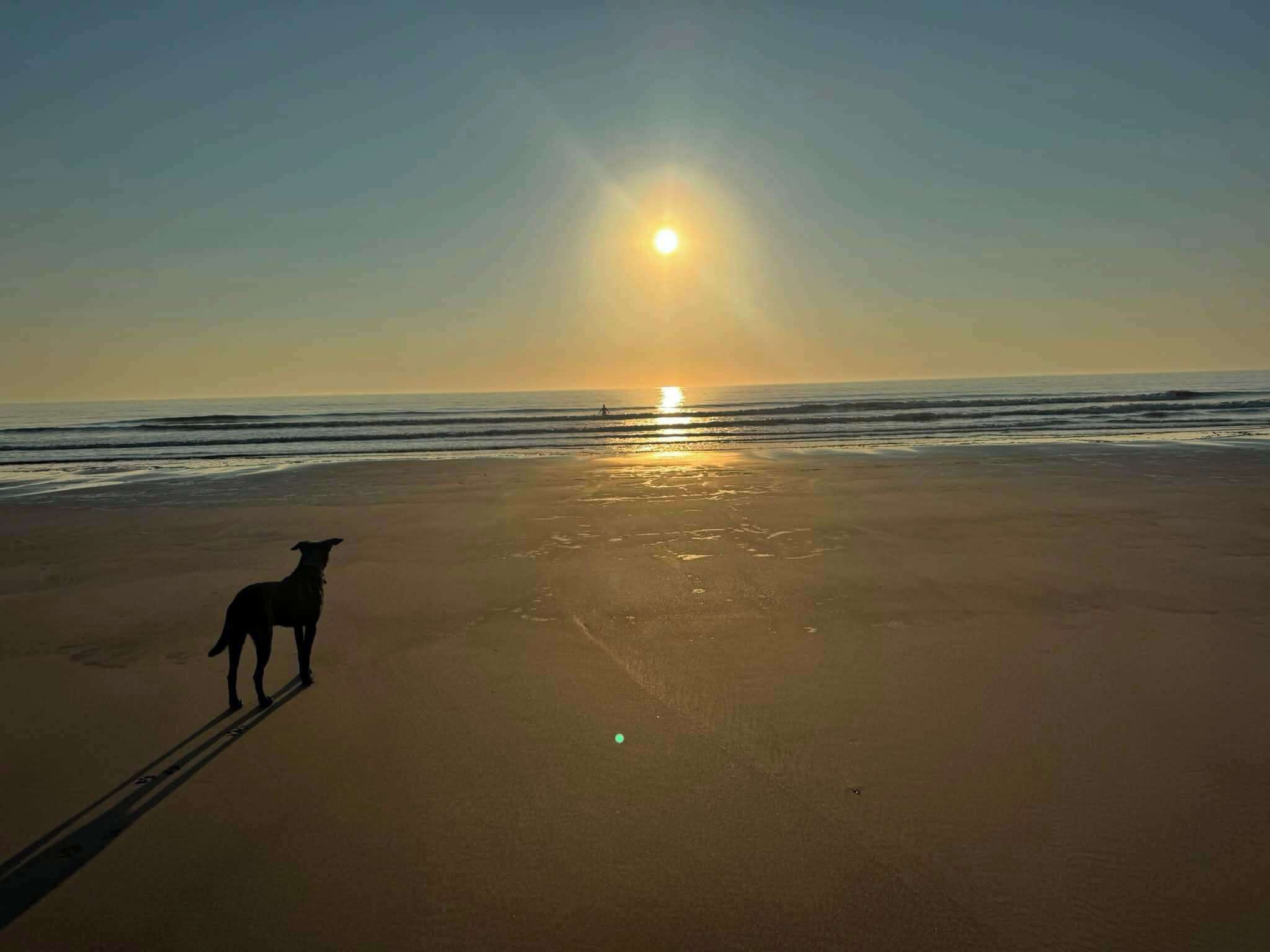 A beach scene with a dog standing on the sand, waves in the background, and the sun setting or rising.