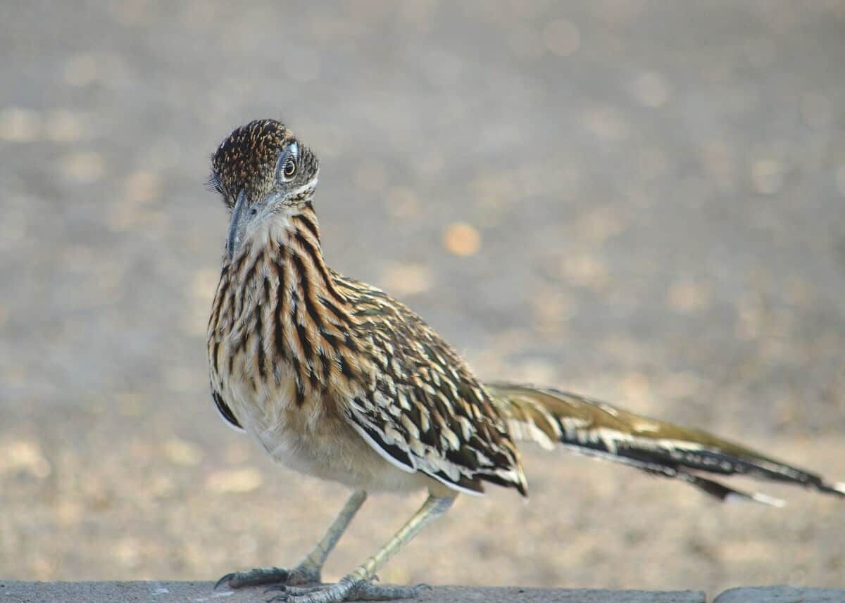 Roadrunner.