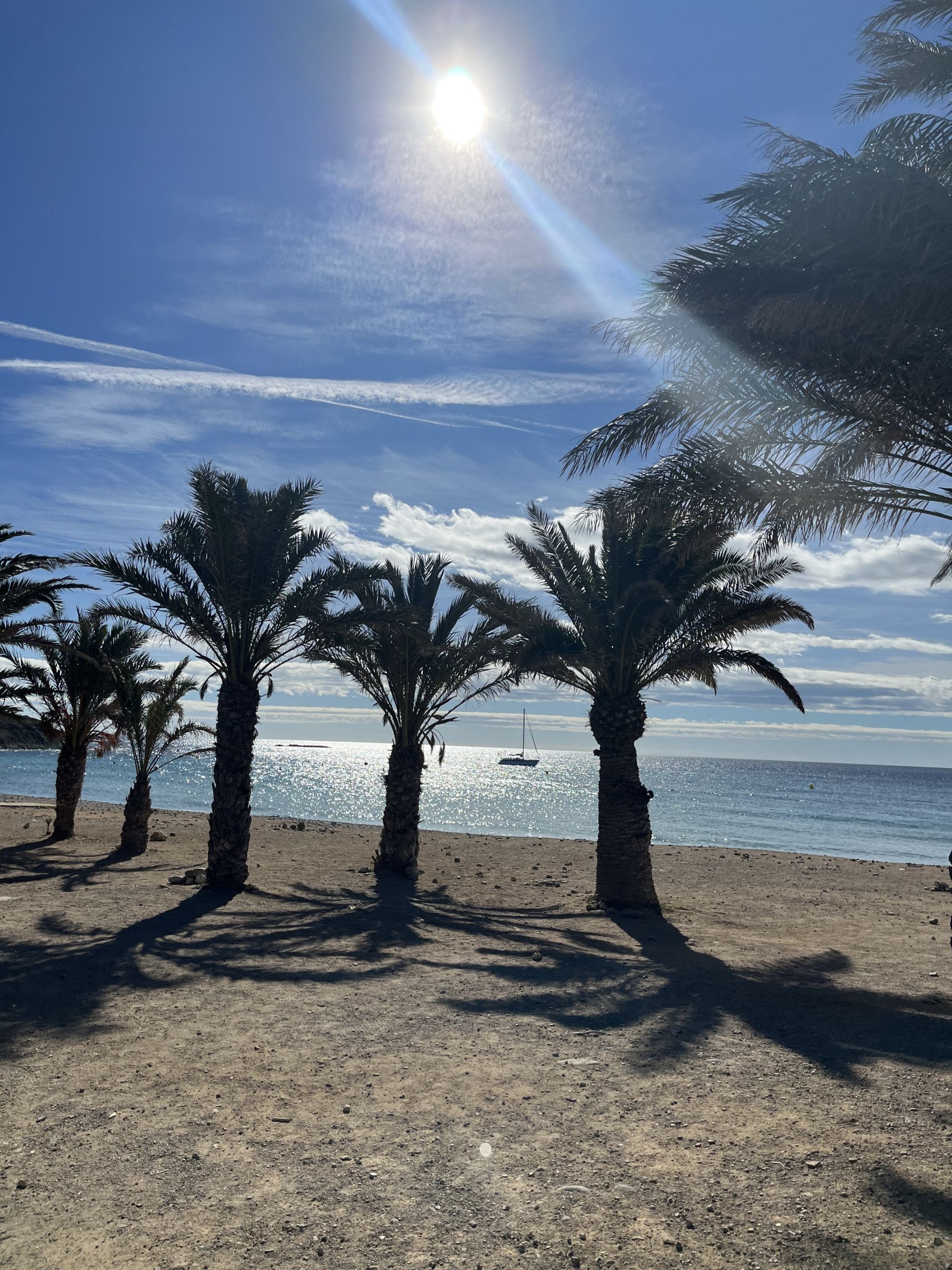Une plage bordée de palmiers, sous un ciel dégagé.