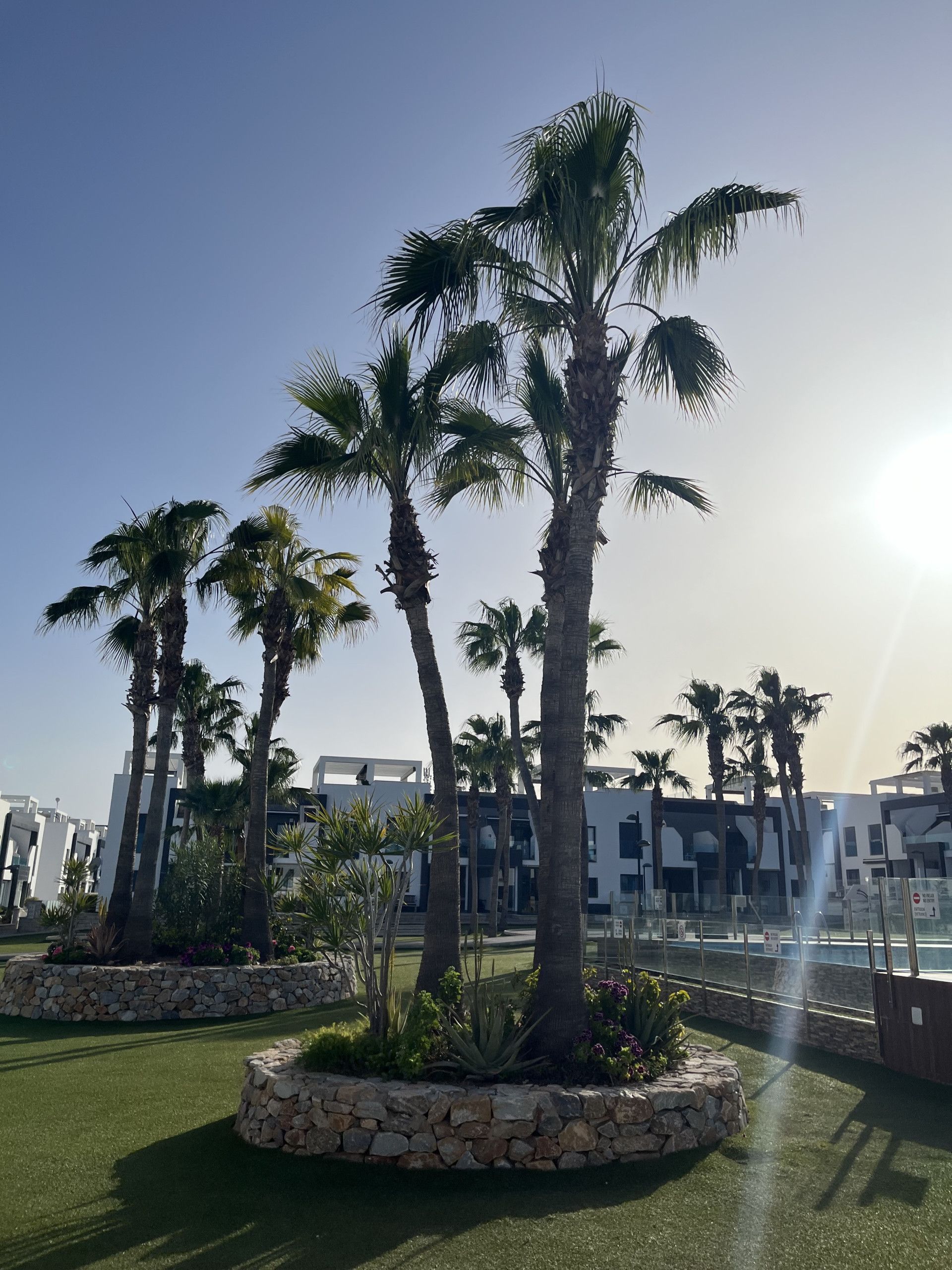A landscaped area with palm trees, a stone wall, and a poolside area with a clear sky.