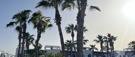 A landscaped area with palm trees, a stone wall, and a poolside area with a clear sky.
